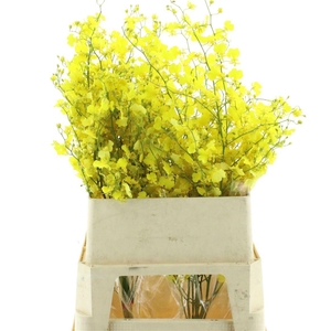 Oncidium Honey Angel