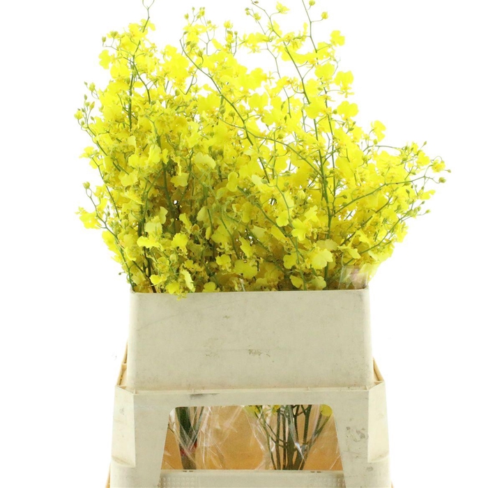 <h4>Oncidium Honey Angel</h4>