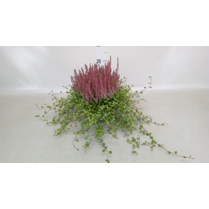 Calluna vulg. 'Garden G Amethyst'