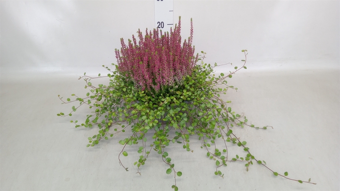 <h4>Calluna vulg. 'Garden G Amethyst'</h4>