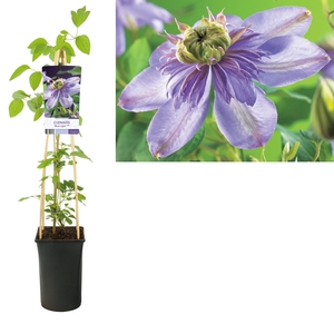 Clematis 'Blue Light' PBR +light label