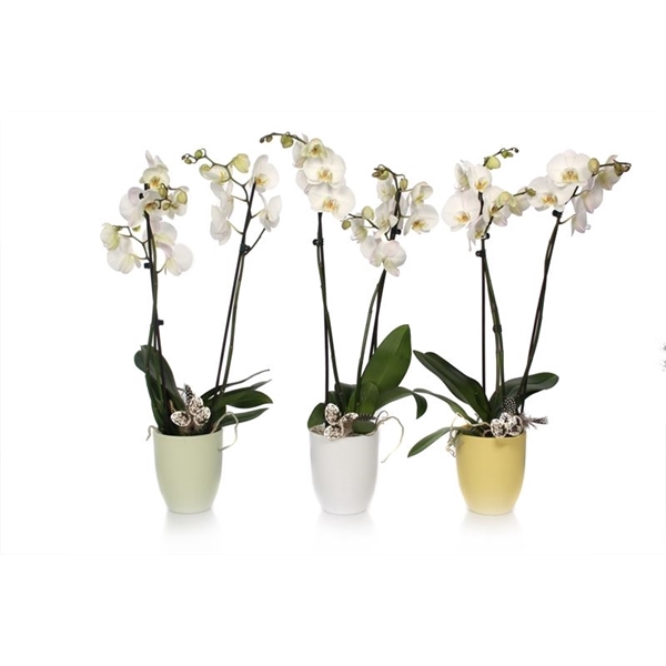 <h4>Hugo p12 mix easter Phal white 2T14+</h4>