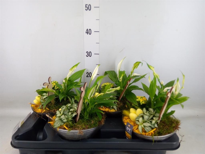 <h4>Arr. Pasen L%</h4>