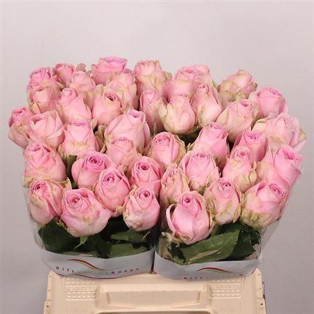 <h4>R Gr Heidi!</h4>