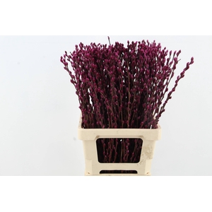 Salix Snowflake 70cm Bordeaux