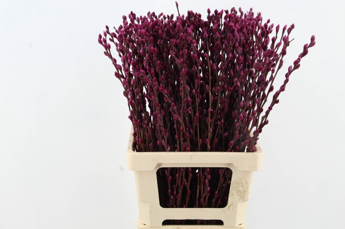 <h4>Salix Snowflake 70cm Bordeaux</h4>