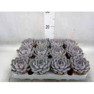 Echeveria  'Orion'