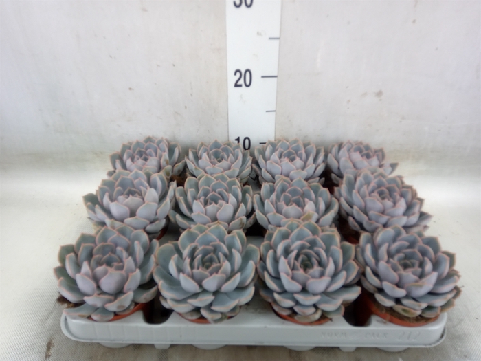 <h4>Echeveria  'Orion'</h4>