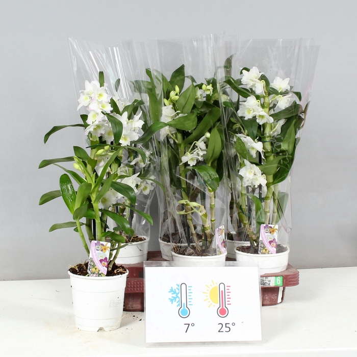 <h4>DEND NOBILE</h4>