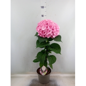 Hydrangea mac. 'Fusion'