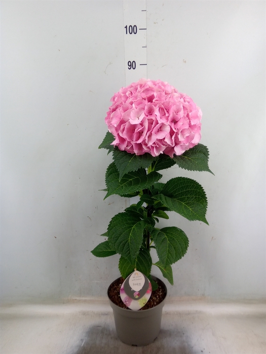<h4>Hydrangea mac. 'Fusion'</h4>
