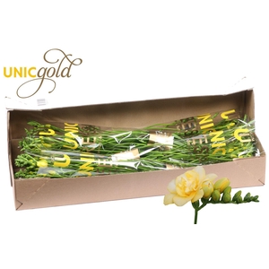 UG Barendse - Marseille 5x20 box