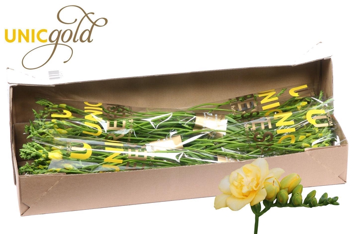 <h4>UG Barendse - Marseille 5x20 box</h4>