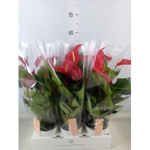 Anthurium  'Banderola Roja'