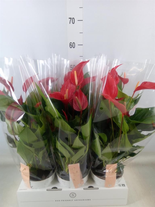 <h4>Anthurium 'Banderola Roja'</h4>