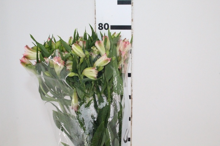 <h4>ALSTROEMERIA PAPILLON 080 CM ROSA</h4>