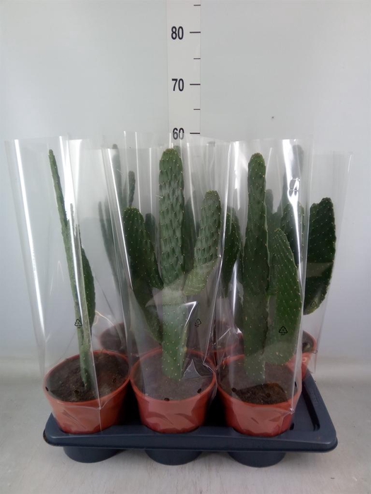 <h4>Opuntia</h4>