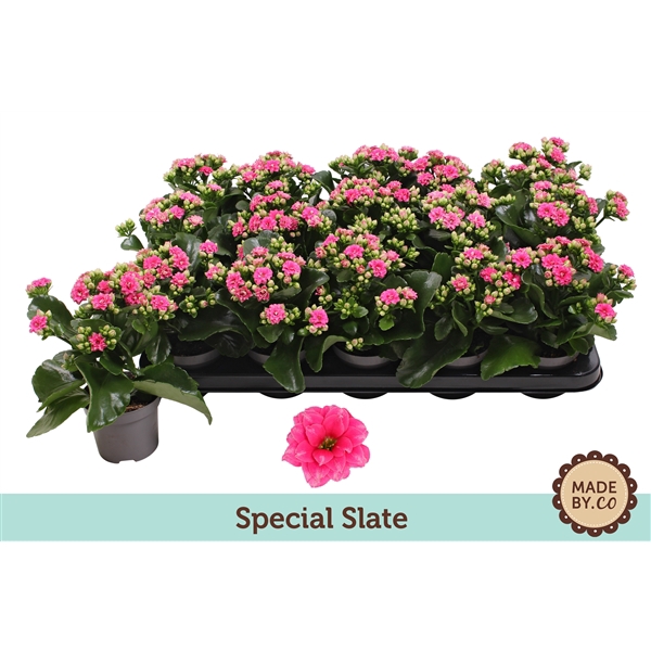 <h4>Kalanchoë Special Slate - no sleeve</h4>