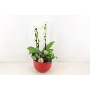 arr2 PL - Ker. Lyn phal. cascade rood