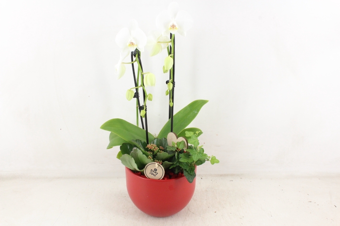 <h4>arr2 PL - Ker. Lyn phal. cascade rood</h4>