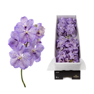 Vanda 8 tak Mauve Spot 755