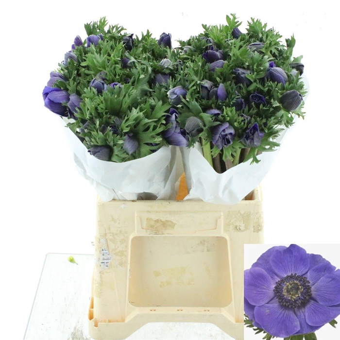 <h4>ANEM CO MIS + D BLUE</h4>