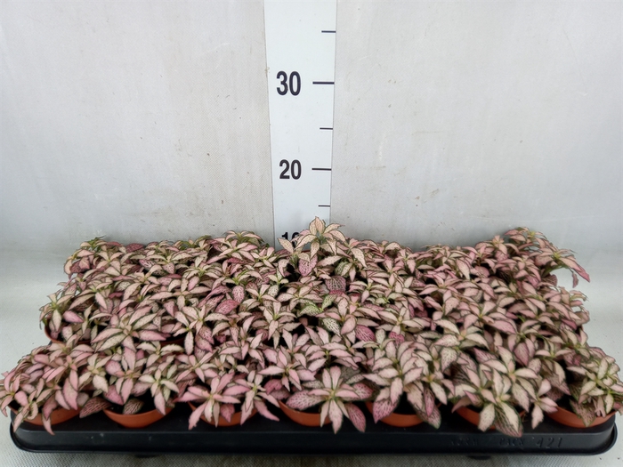 <h4>Fittonia  'Mosaic Zalm Forest Flam'</h4>