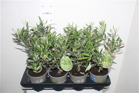 <h4>Olea Europaea</h4>