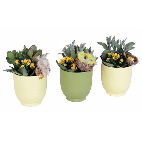 <h4>Opgemaakt passen groove pot met succulent, kalanchoe en bijsteker</h4>