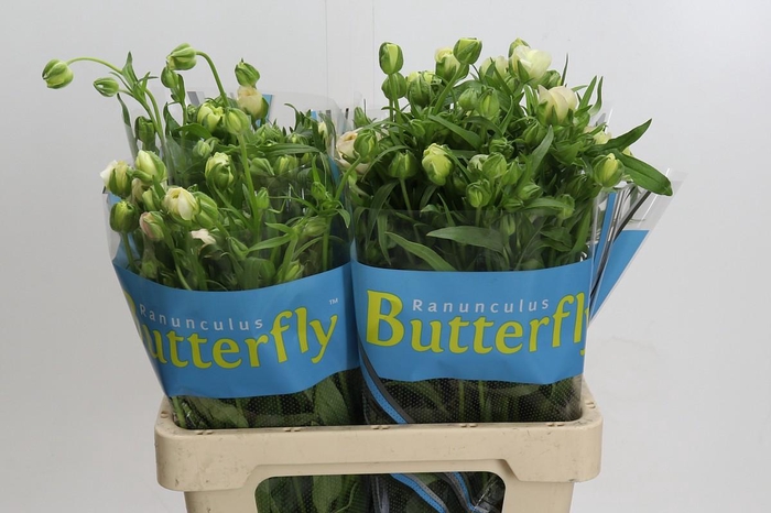 <h4>Ranunculus Butterfly Ariadne</h4>