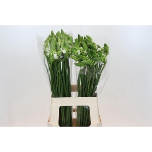 Ornithogalum Thyrsoides