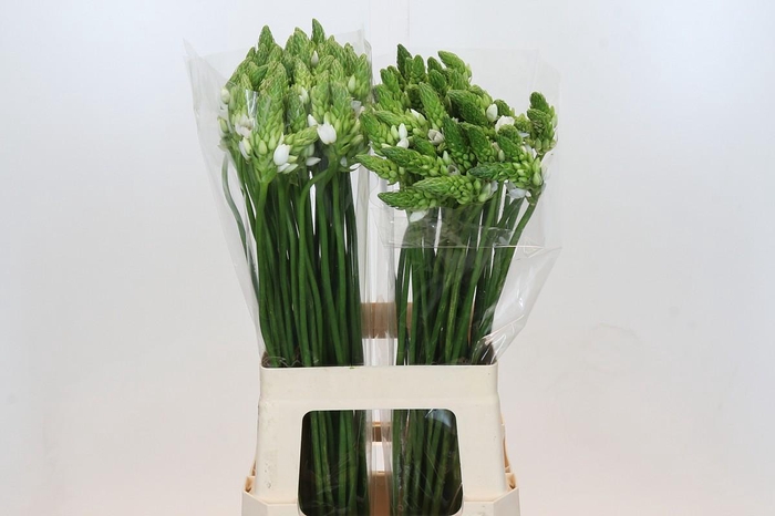 <h4>Ornithogalum Thyrsoides</h4>