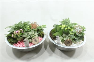 <h4>5603 Zink Indoor Roze/wit</h4>