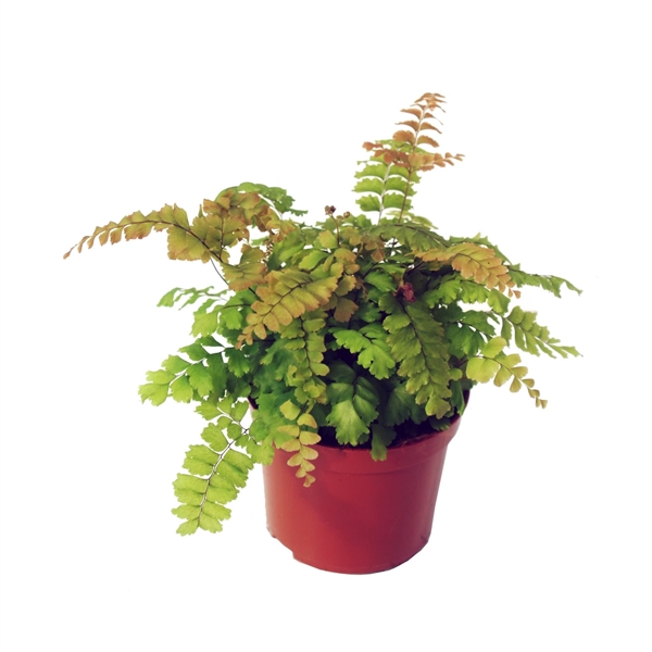 <h4>Adiantum 'Bronze Venus'</h4>