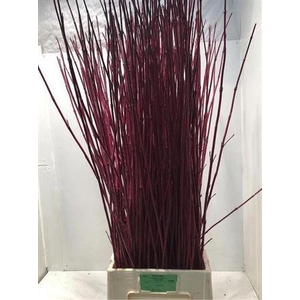 CORNUS ALBA SIBIRICA