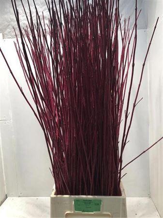 <h4>CORNUS ALBA SIBIRICA</h4>