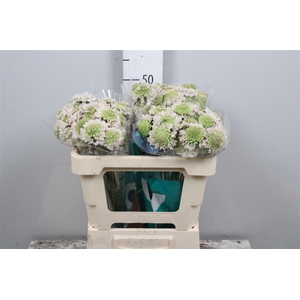 Scab At Fr Vanilla Bl Scoop