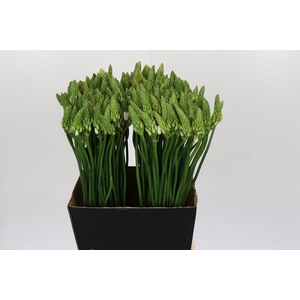 Ornithogalum Mount Fuji