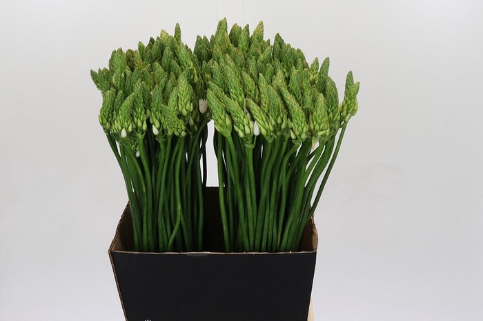 <h4>Ornithogalum Mount Fuji</h4>