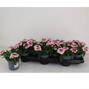 Verbena Twister pink
