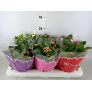 Kalanchoe blos.   ..rosebud mix  4