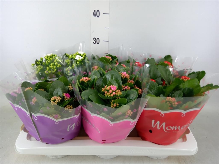 <h4>Kalanchoe blos.   ..rosebud mix  4</h4>