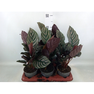 Calathea sanderiana