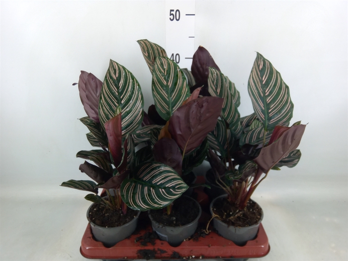 <h4>Calathea sanderiana</h4>