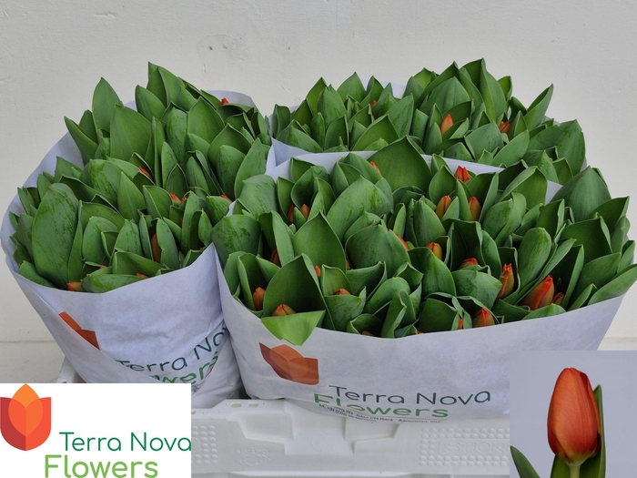 <h4>TU EN ORANGE SHERPA</h4>