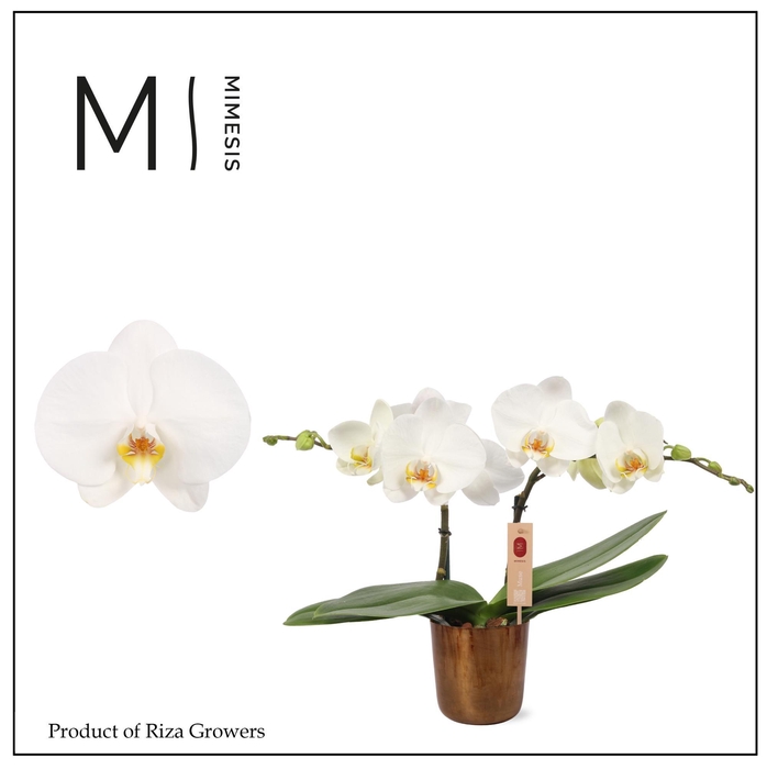 <h4>Phalaenopsis Spirit White 2 spike – 12cm in Jess Old Camel Metal | Mimesis</h4>