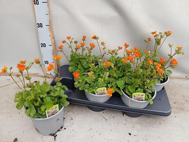 <h4>GEUM CO BORISII</h4>