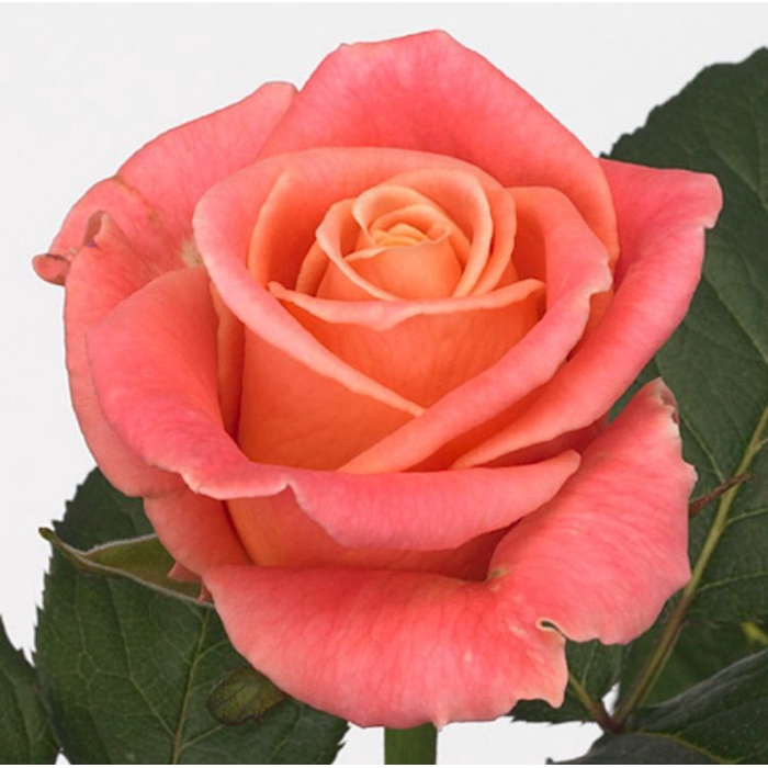 <h4>Rosa Miss Piggy</h4>