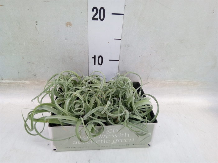 <h4>Tillandsia</h4>