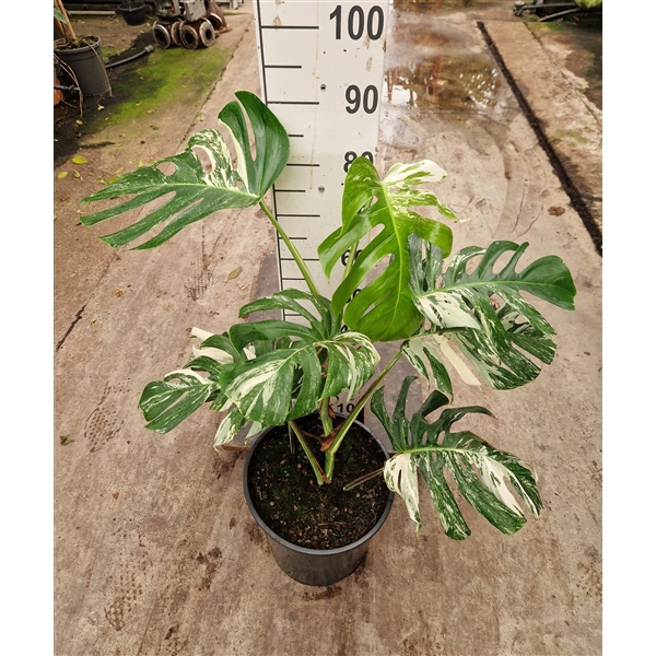 <h4>Monstera Deliciosa Variegata XL</h4>